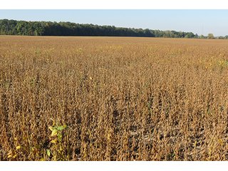 Tract 2 - LAND & REAL ESTATE AUCTION, 450+/- Acres offered in 17 Tracts of Highly Productive, Tillable Crop Land
